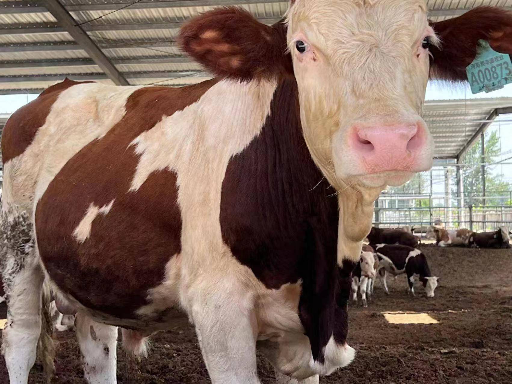 柘城:"95后"大学生返乡当牛倌助推乡村振兴