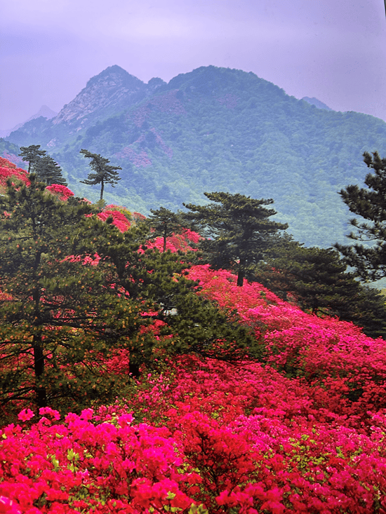 图5 麻城龟峰山景区万亩杜鹃花海图6 麻城龟峰山景区添寿顶图7 麻城