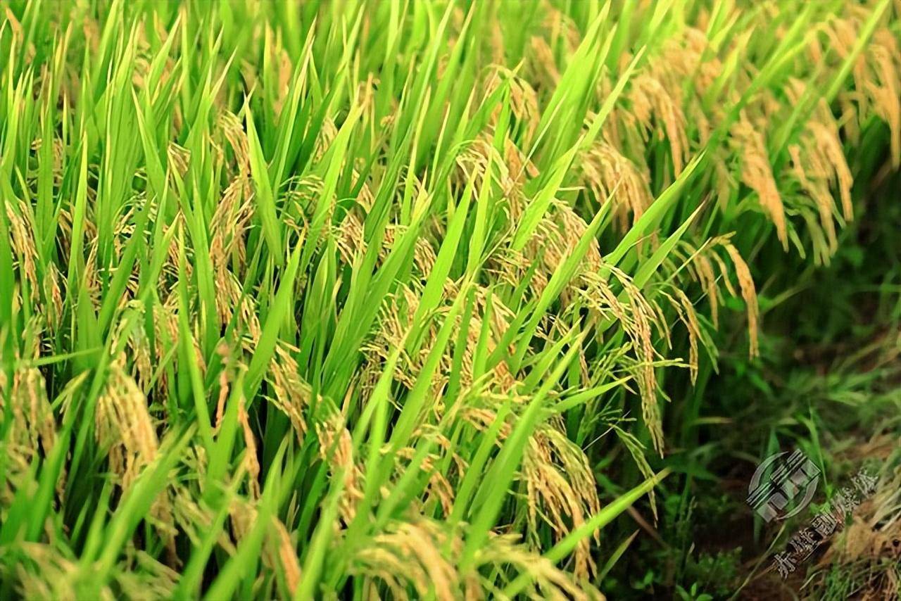 湖北赤壁 立秋时节丰景好 瓜果飘香稻谷黄