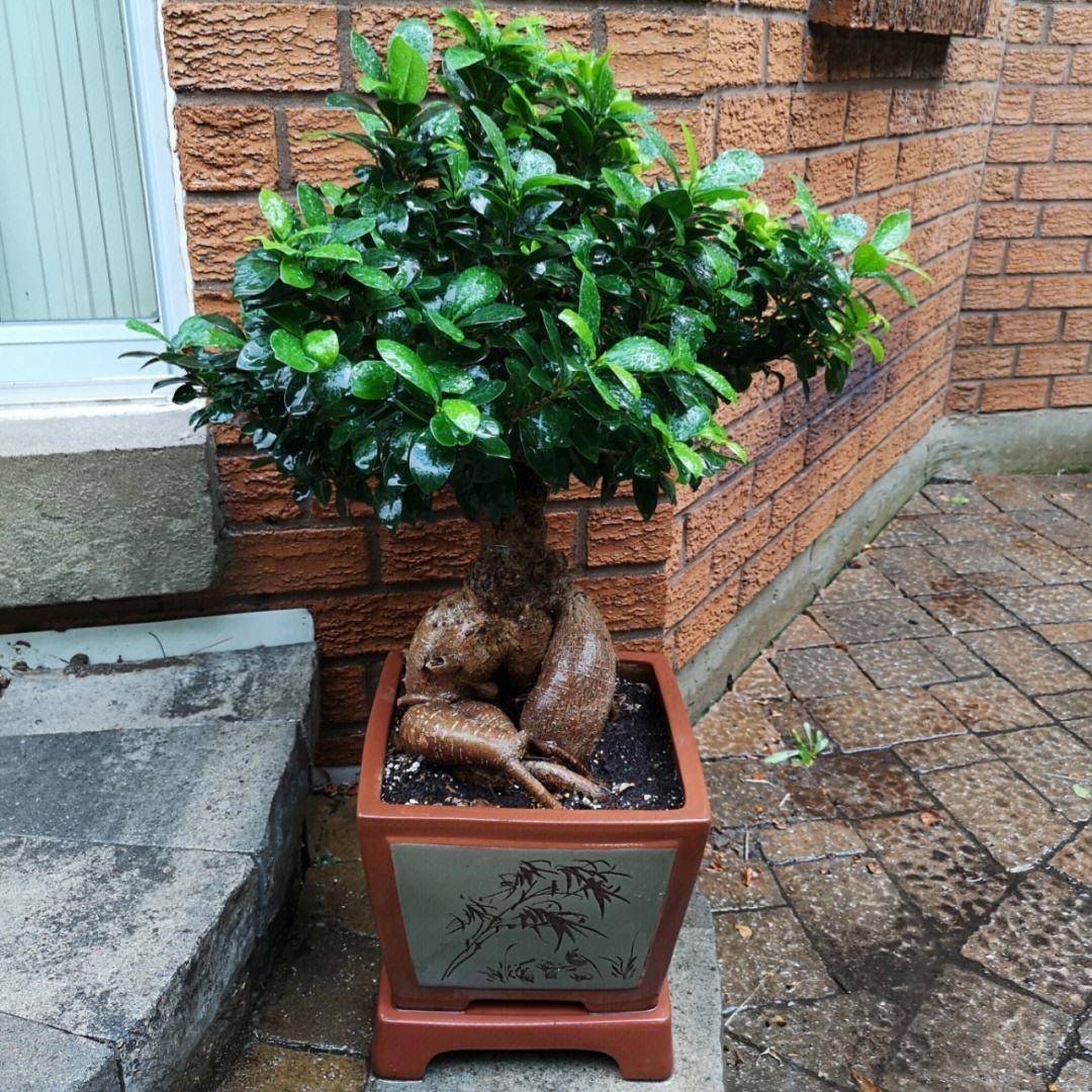 "6种"绿植不耐寒,冬季搬入室内养,年年翠绿茂盛,安全越冬!