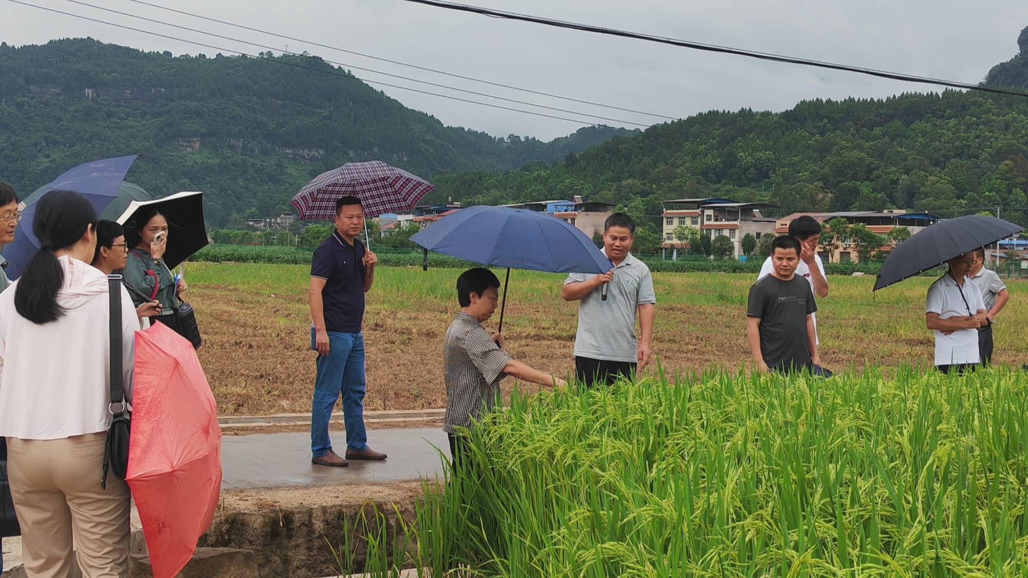 玉米,杂粮,甘薯,生态资源,成果转化中心,蔬菜等7个研究室在万州甘宁镇