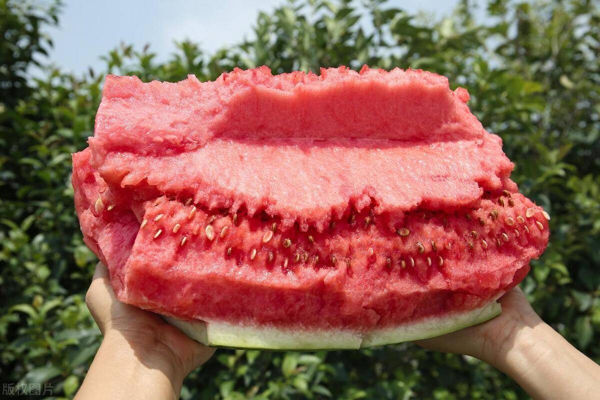 硒砂瓜一年长一茬,为何会被局部禁种?