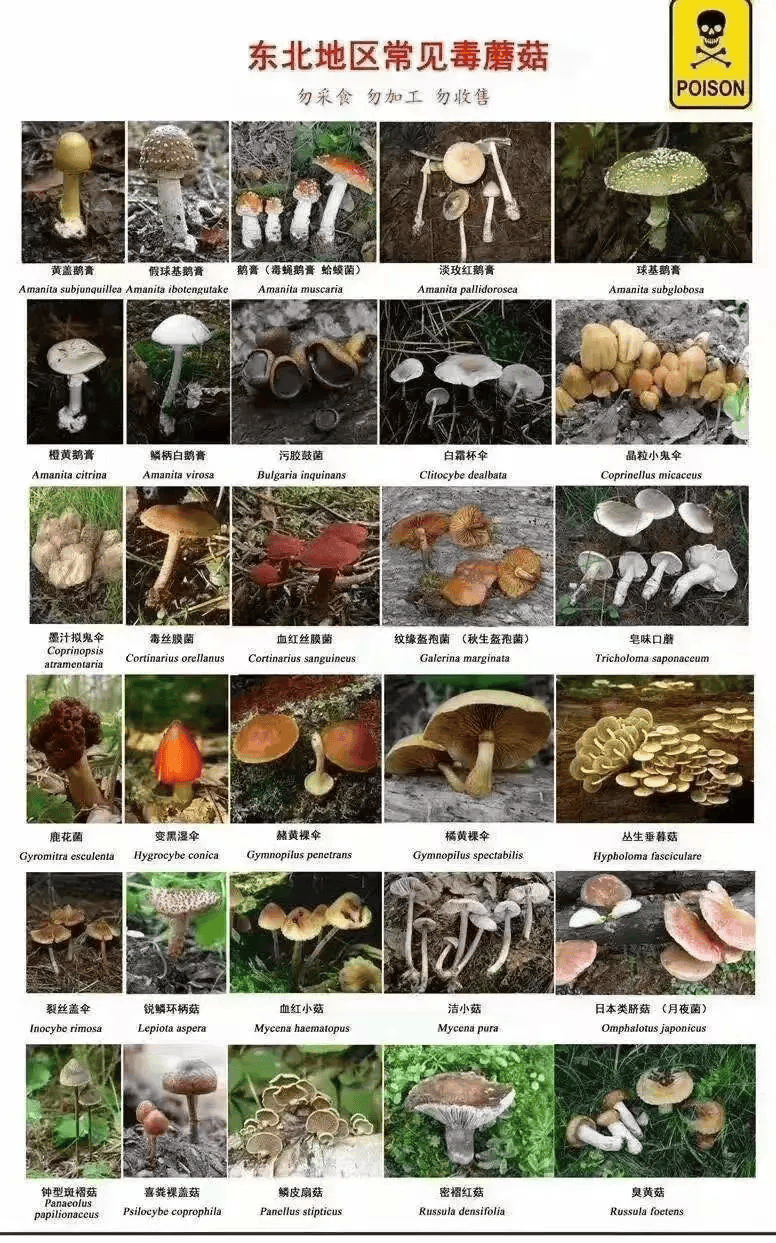 野生蘑菇毒难辨 东北地区常见毒蘑菇长这样