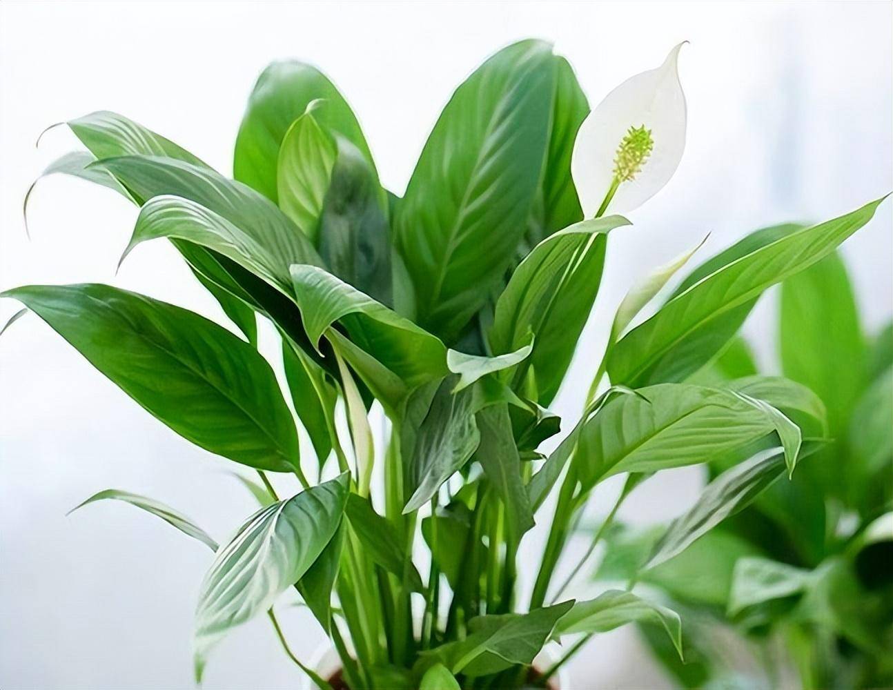 "6种"绿植不耐寒,冬季搬入室内养,年年翠绿茂盛,安全越冬!