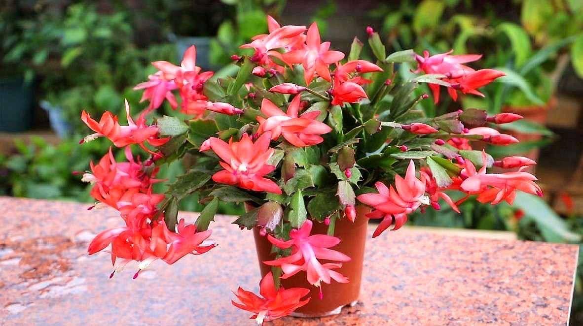 蟹爪兰花期要到了,1个"小动作",能让花量多10倍,满头花苞