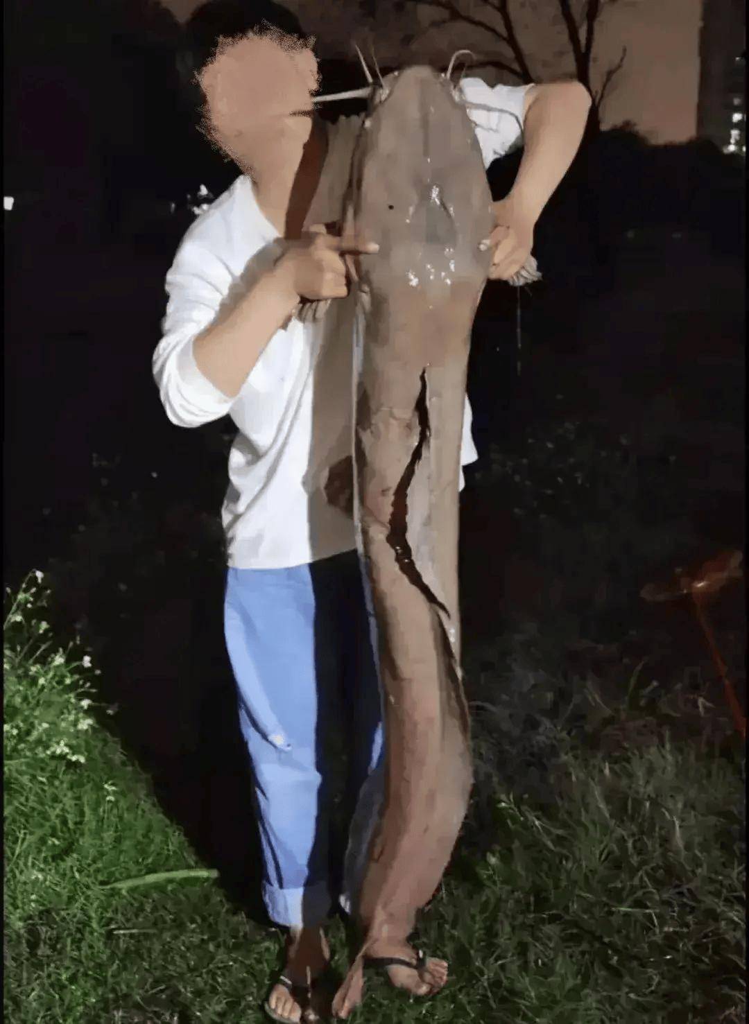 鲶鱼_胡子_物种