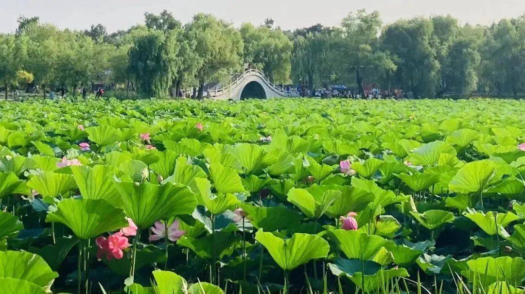 (《茶啊二中》动漫截图)步行约375米即可抵达长春市南湖公园乘坐公共