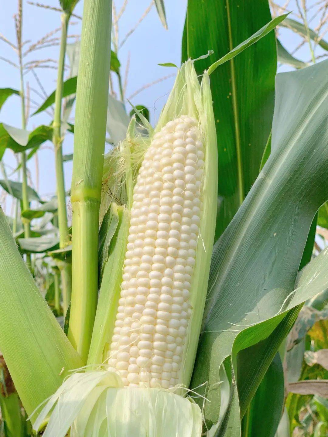 新鲜采摘,带叶鲜发15 玉米味超浓,吃完口齿留香,水果玉米的甜 糯