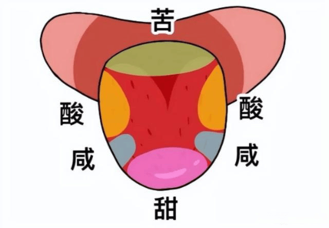 “舌尖尝甜,舌根尝苦”?你以为的舌头“味觉地图”,其实是假的_味道_苦味_体细胞