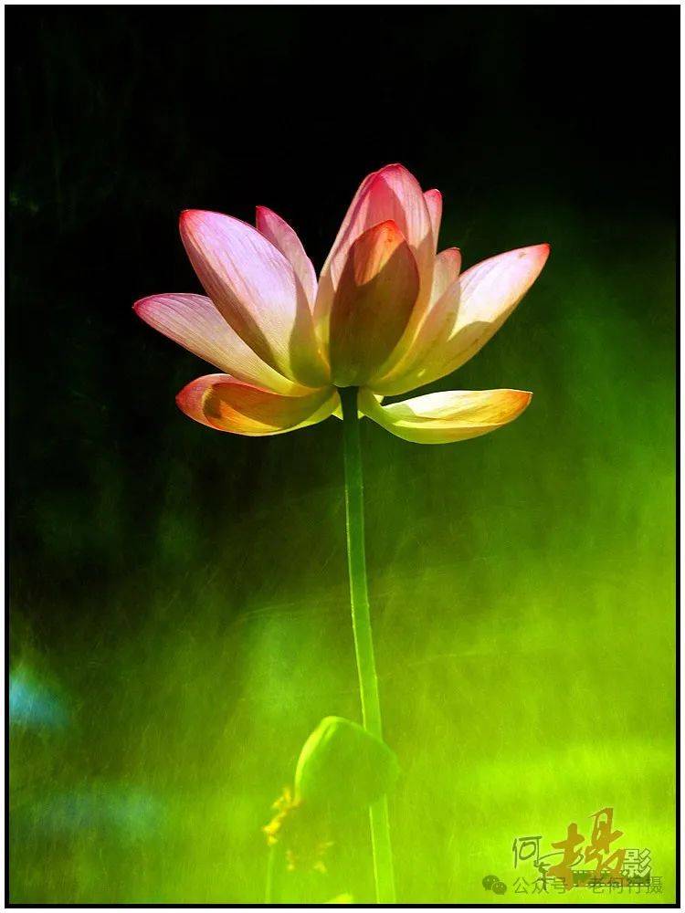 夏日莲莲看:逆光中的莲花_照片_荷花_图集