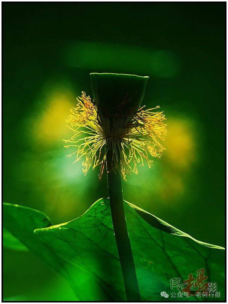 夏日莲莲看:逆光中的莲花_照片_荷花_图集