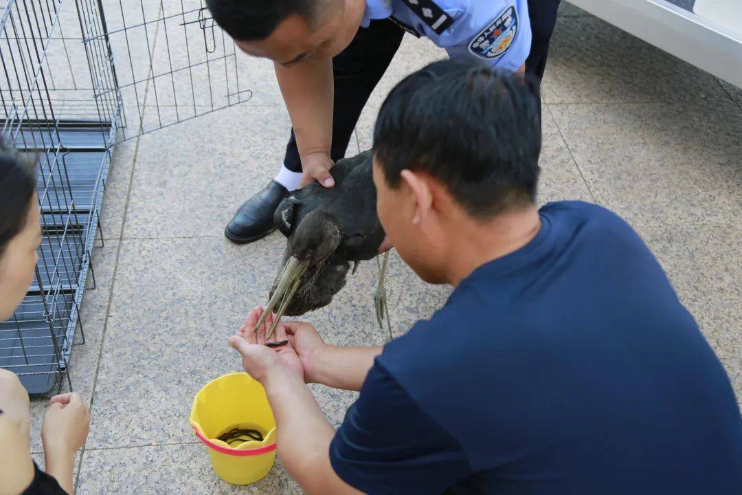 警民携手 救助国家一级保护野生动物黑鹳