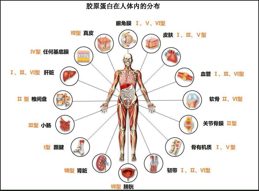因此,目前行业基本都围绕着i型和iii型进行应用场景的开发,从软组织