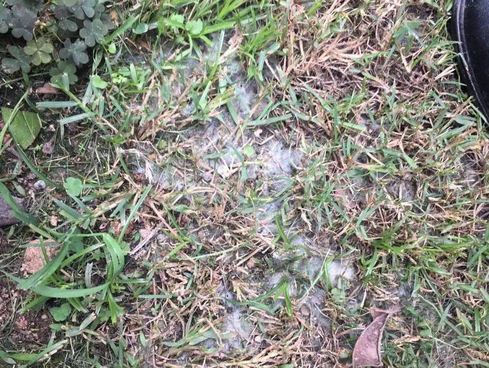 园林植保丨八月引起草坪枯黄的三大原因