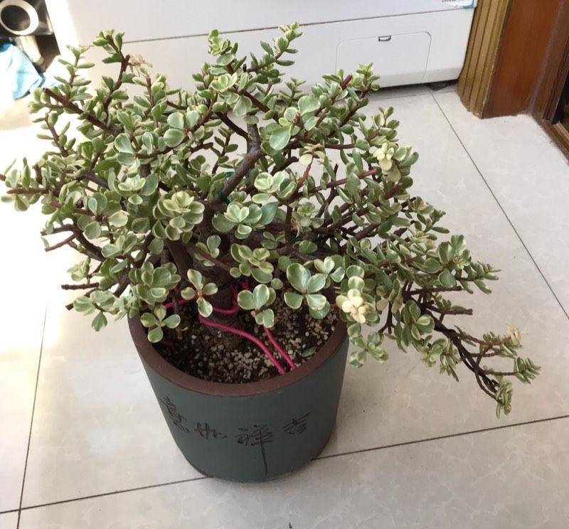 金枝玉叶"这样养",一盆变多盆,枝叶翠绿,姿态优美,漂亮独特