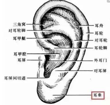 耳窝的位置图图片