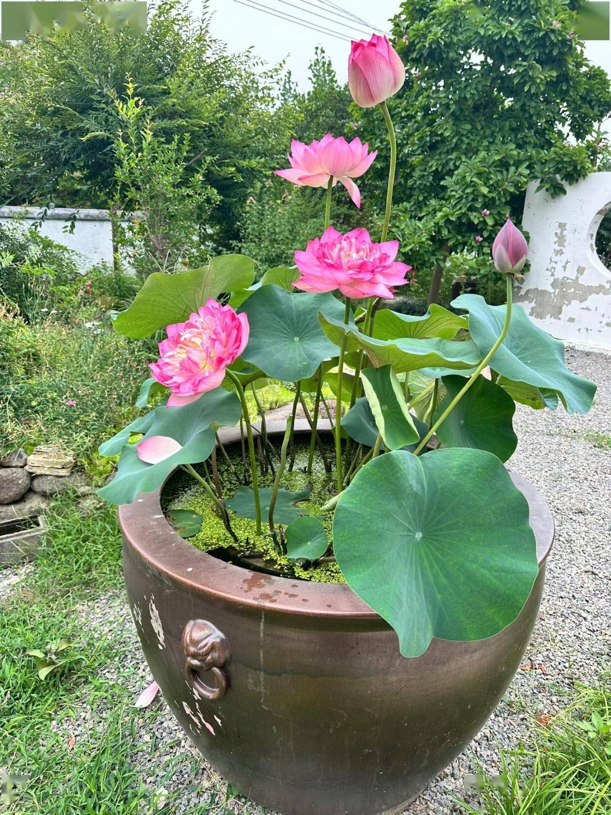 庭院荷花缸风水禁忌图片