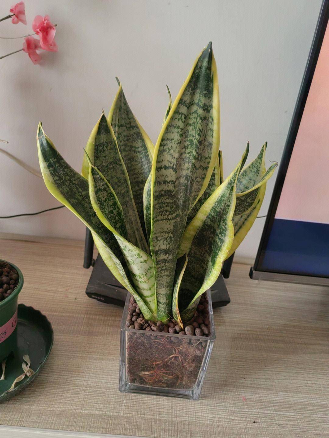 也是一种懒人植物,总之就是非常耐旱,不耐涝,不能让盆土有多余的积水