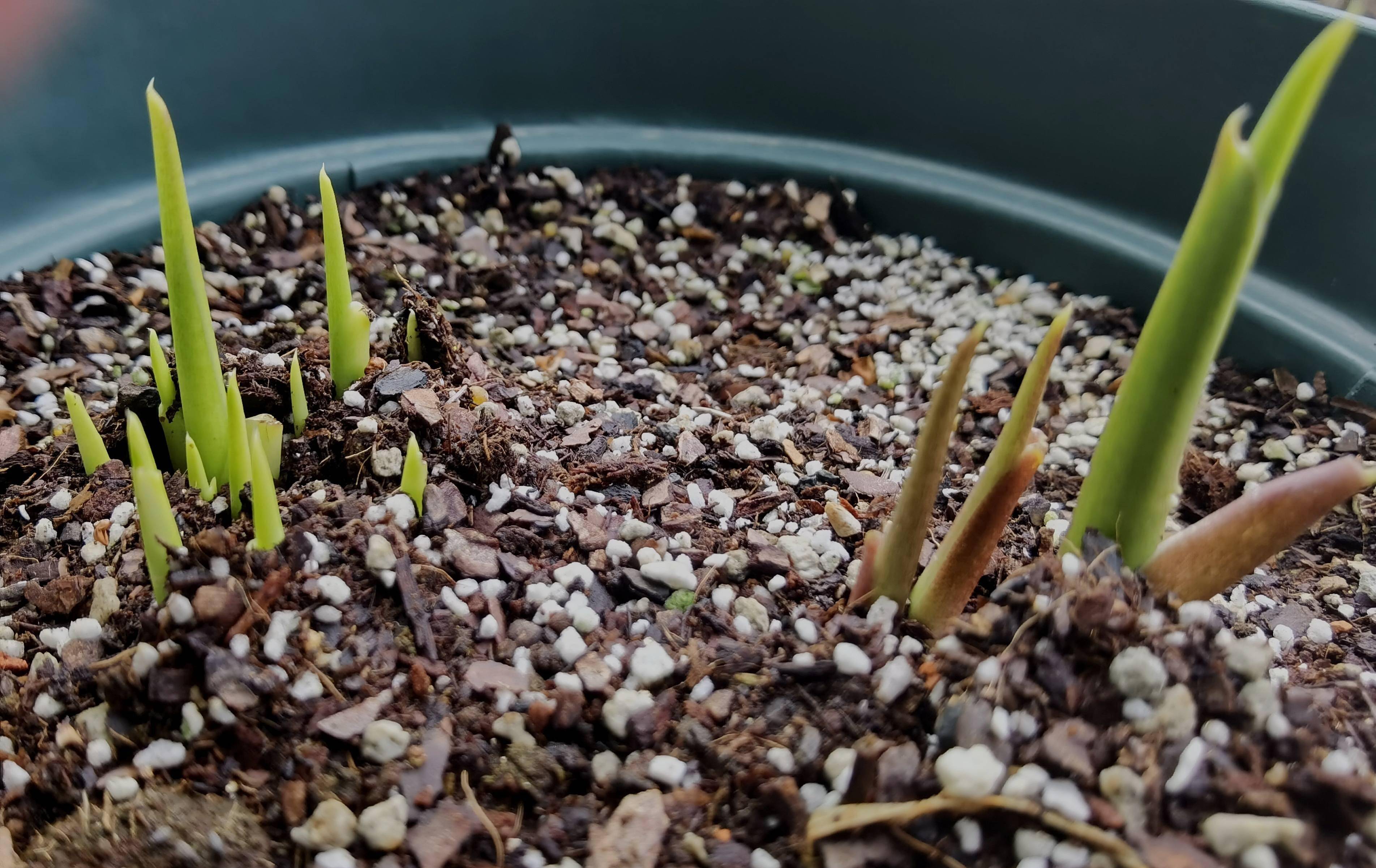 马蹄莲怎么养?一个种球放盆里,开花爆盆,花色美,高贵典雅