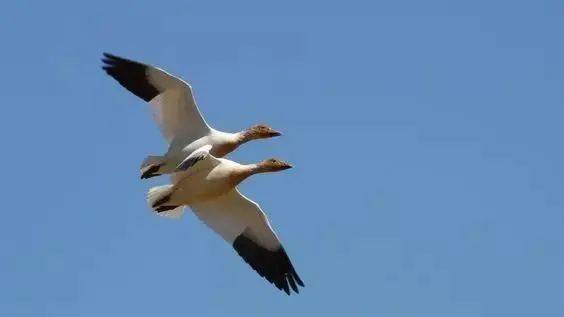 鸿雁比翼双飞,太美了