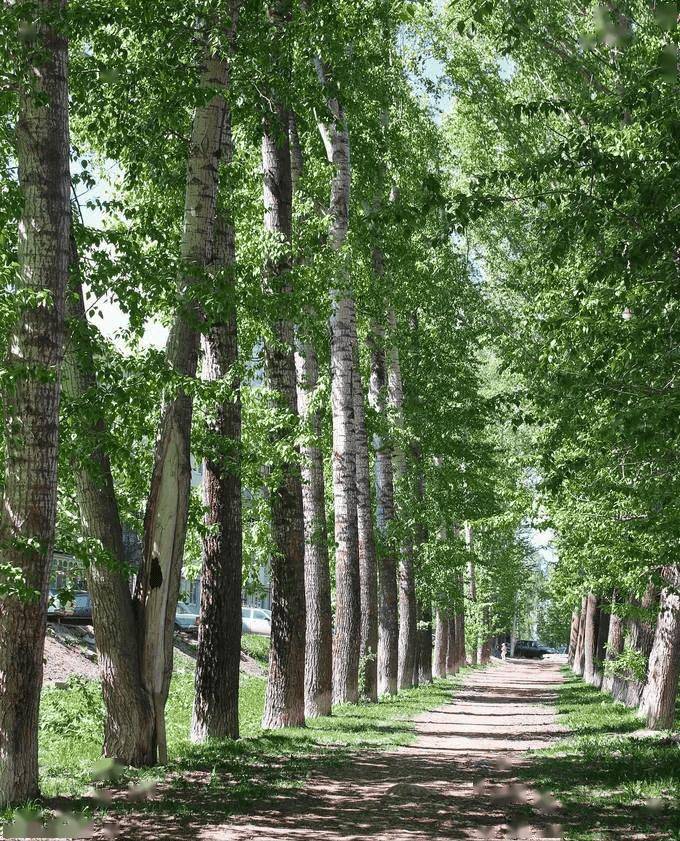 "四树院中栽,祸事天上来",院子再大,也别栽这4种"霉运树"_庭院_杨树