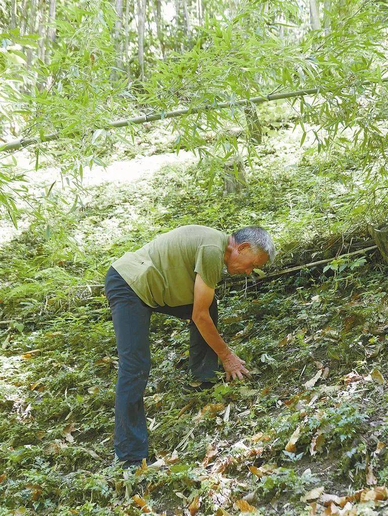 种植黄连10余年,王云生有自己的种植心得.
