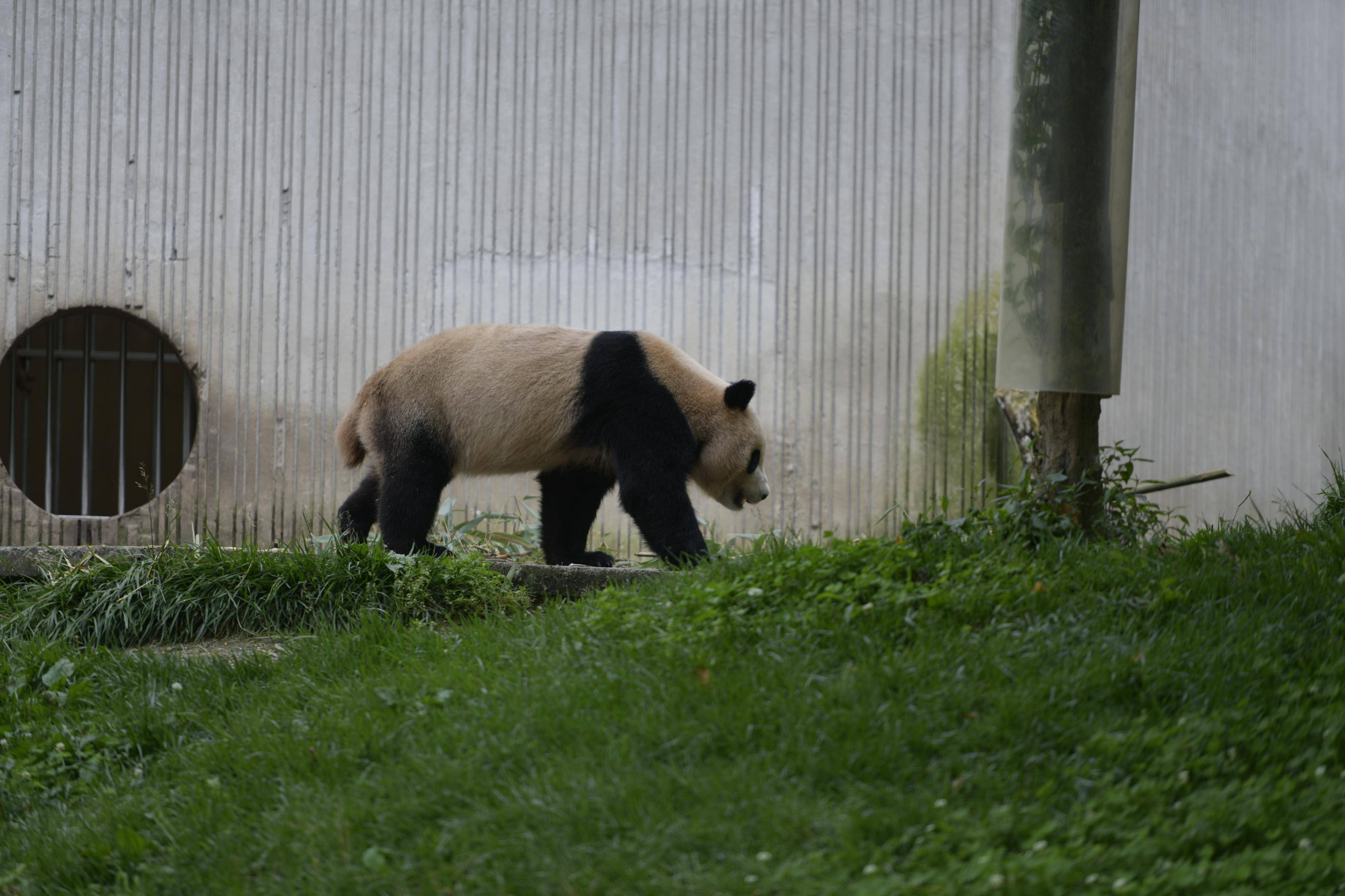 四川卧龙大熊猫苑神树坪基地,实拍"福宝""小奇迹"等大熊猫