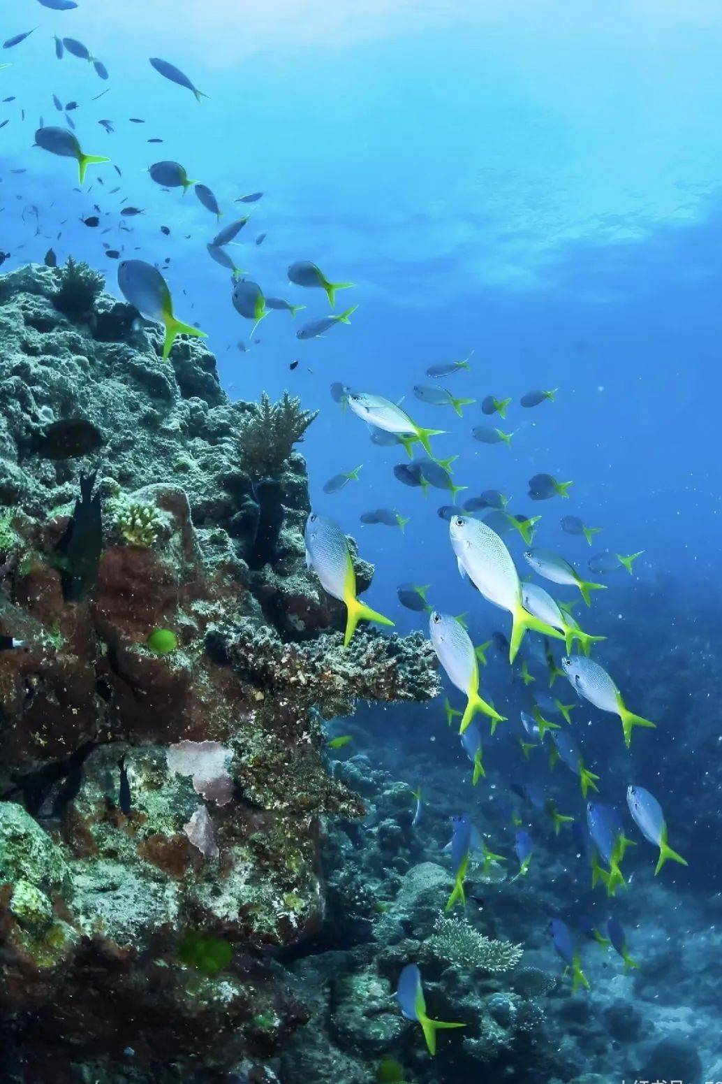 这个季节含"鲸"量超高,国庆长假到南半球拍人生大片!