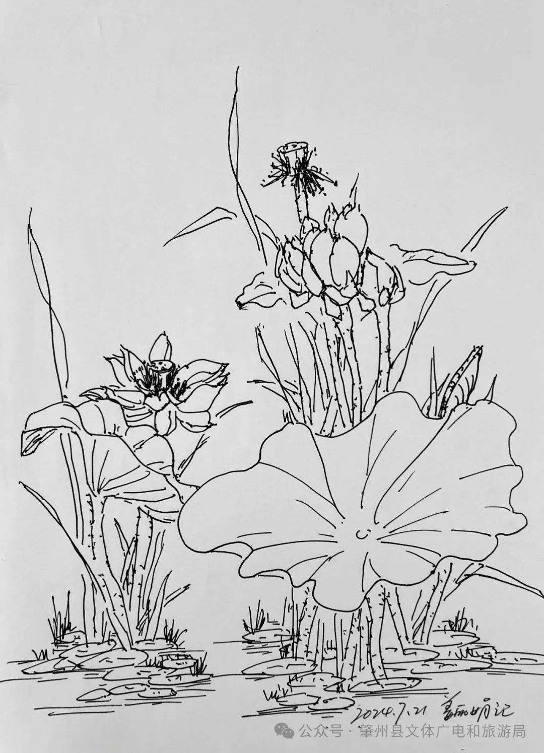 漫漫酷暑,惟莲花池畔的