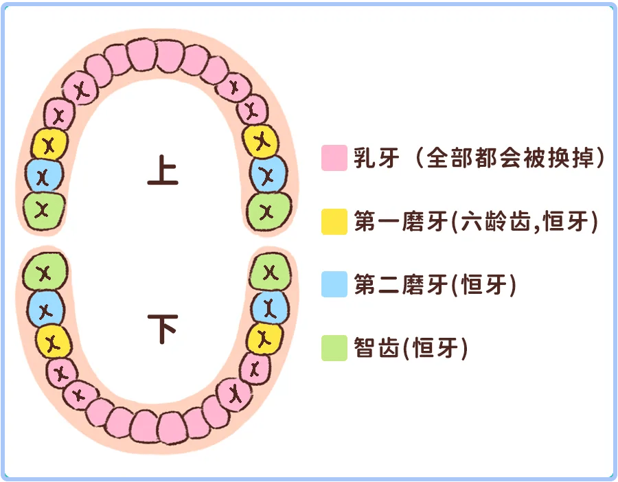 儿童牙齿分布图图片