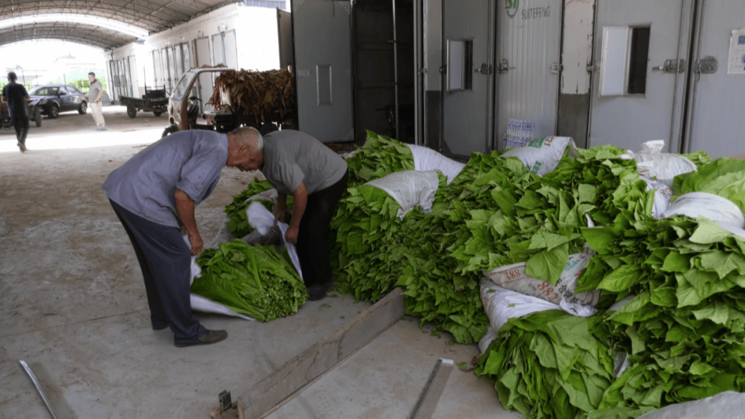 丰涧村:发展烟叶产业 让"绿叶"变"金叶"