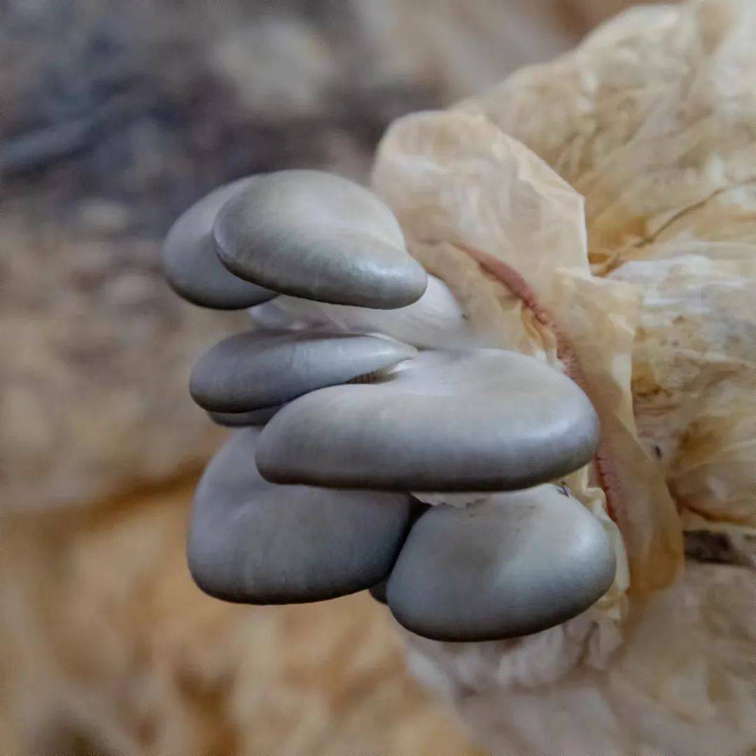 【项目观摩采风优秀作品展示】第2期 | 杨五贵:大山深处蘑菇香