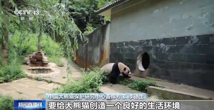 办生日会 投票征名 宠爱 建熊猫馆 花式 旅外大熊猫被