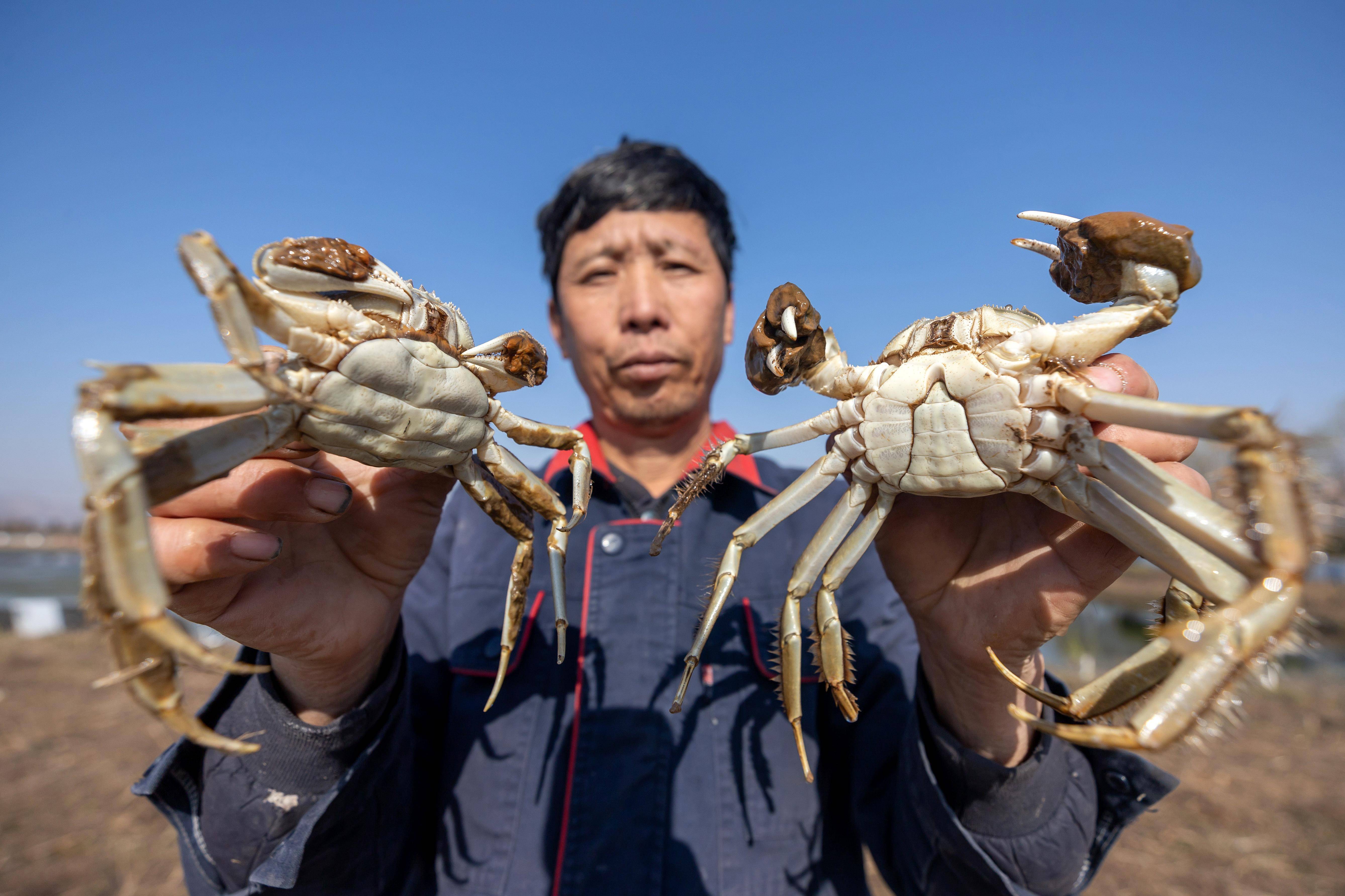 垦利大闸蟹养殖基地图片