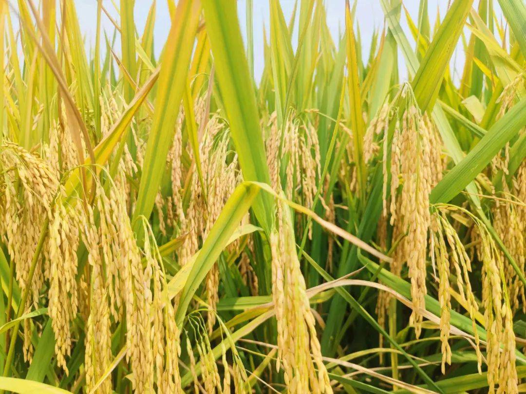 开江26万余亩水稻开镰收割→_机械化_稻穗_收割机