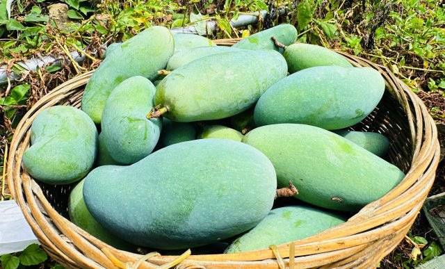 美好生活在云南|元江:千亩晚熟芒果迎丰收