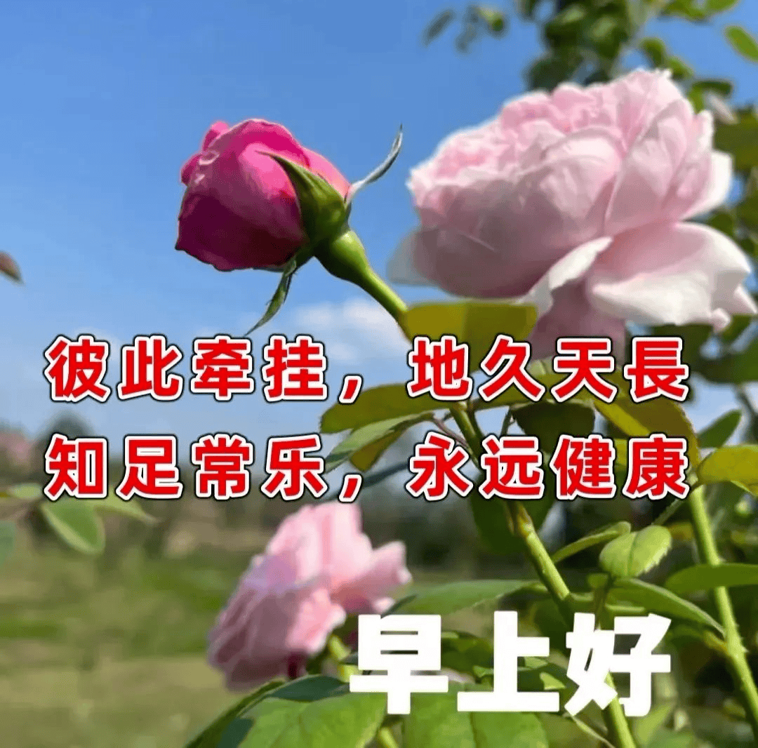 中老年早上好表情包大全