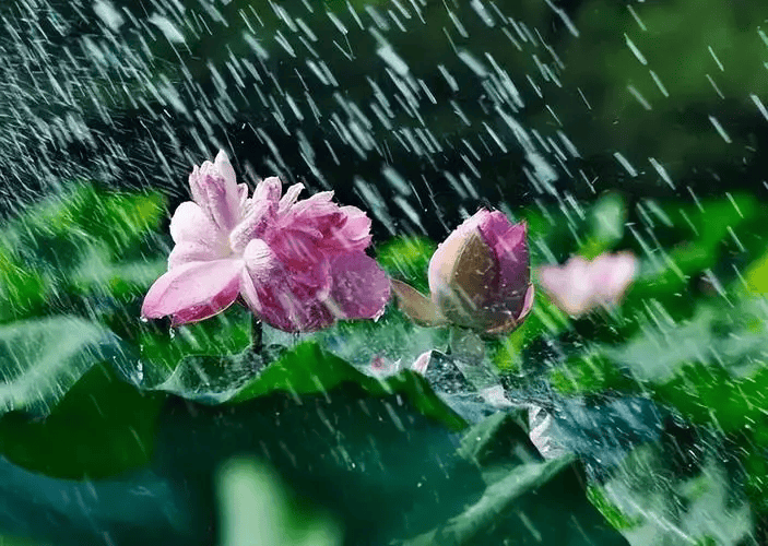 散文诗夏雨如诗_笔下_天气_嫚利