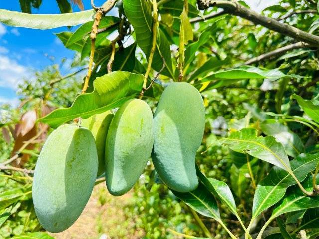 美好生活在云南|元江:千亩晚熟芒果迎丰收