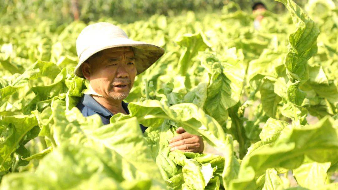大方：4.89万亩烤烟进入采收烘烤期_大方县_种植_村民