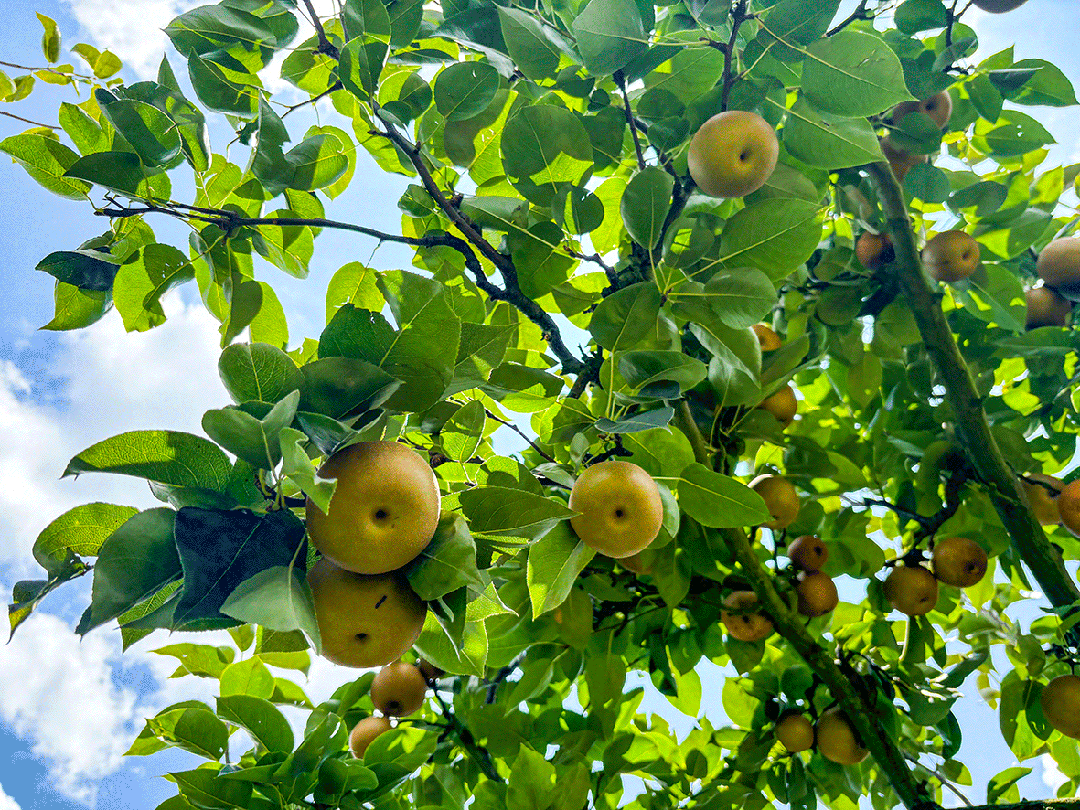 乐山镇后箐村:梨园迎丰收 采摘正当时