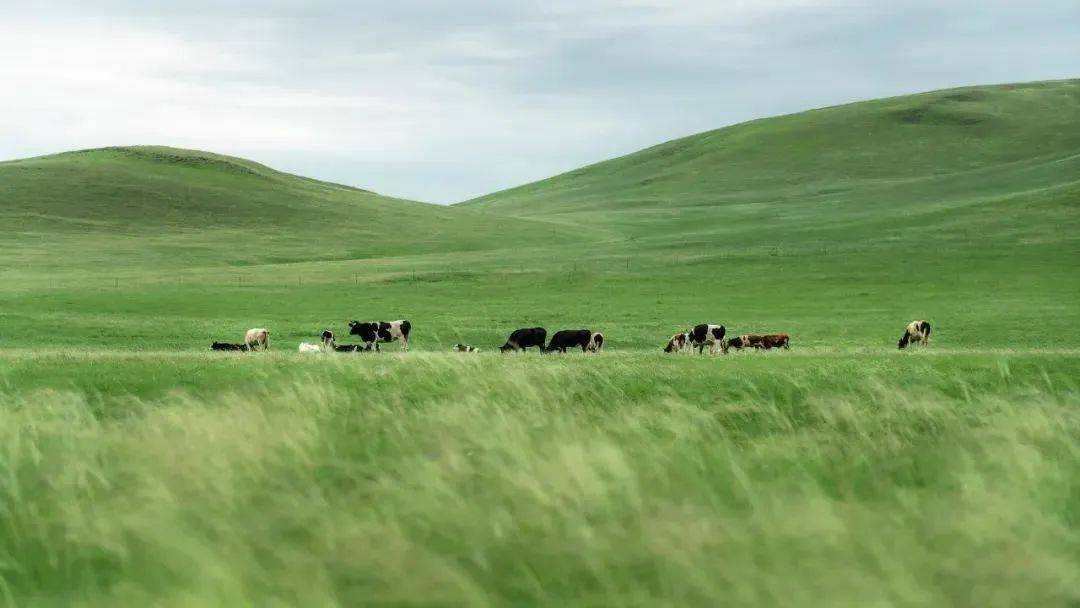 凤迷们 快来跟着凤凰传奇的歌声"云游"内蒙古_草原_阿尔山_公众
