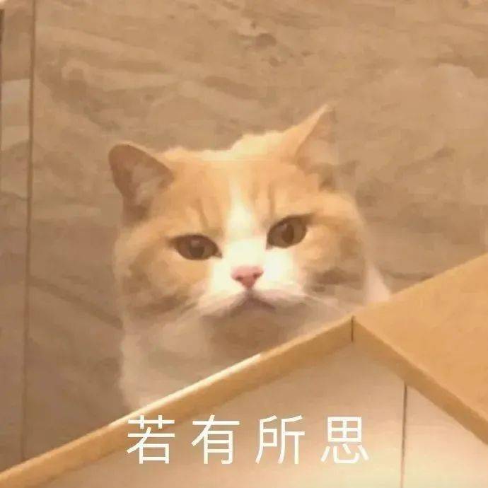 聊天很好用的猫咪表情包