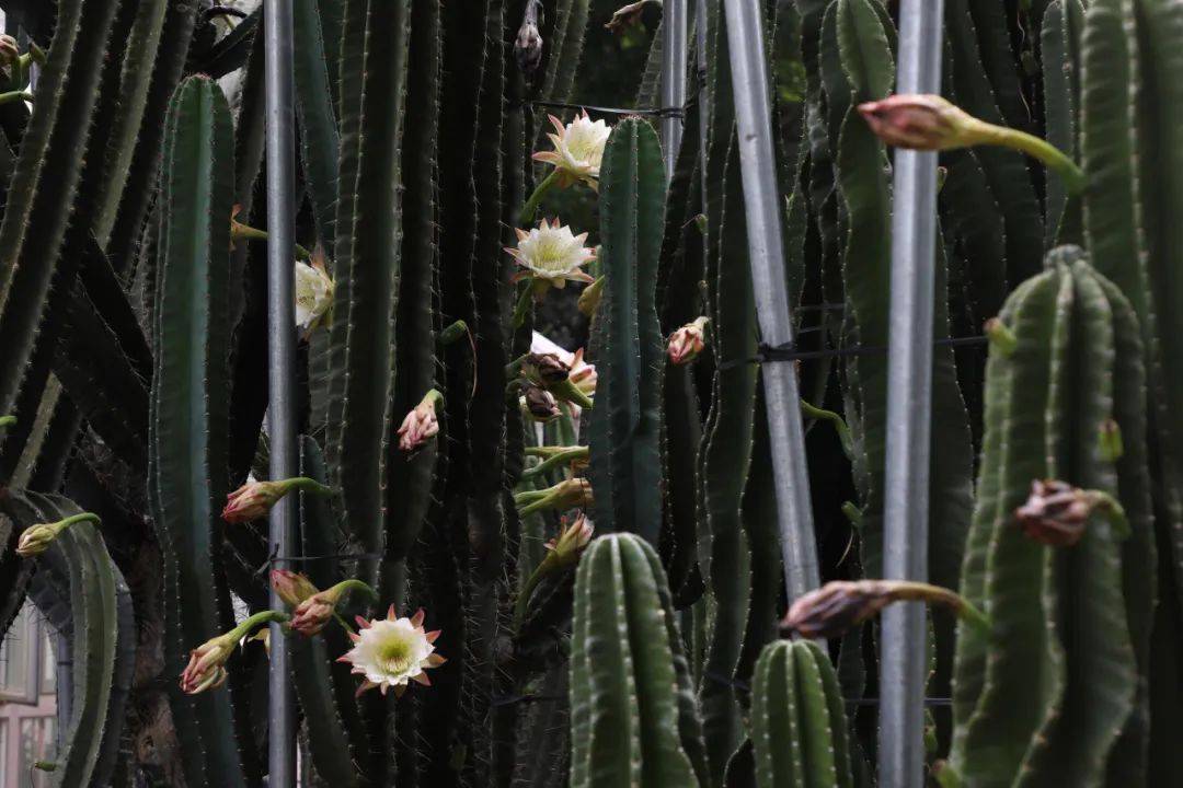 繁花上新!"神秘的秘鲁苹果"之称的秘鲁天轮柱开花了~就在这里