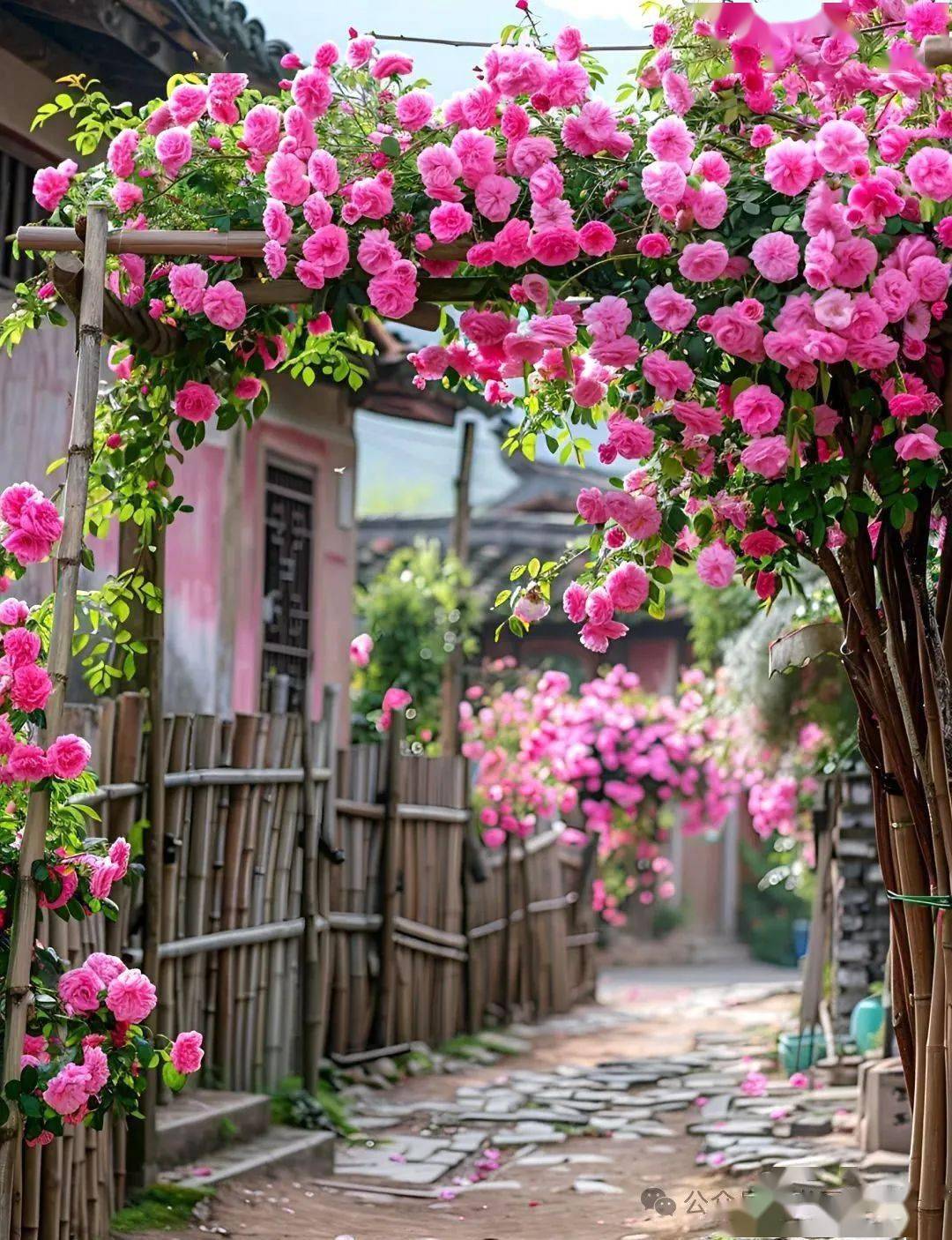 太美了，简直是世外桃源！_搜狐网