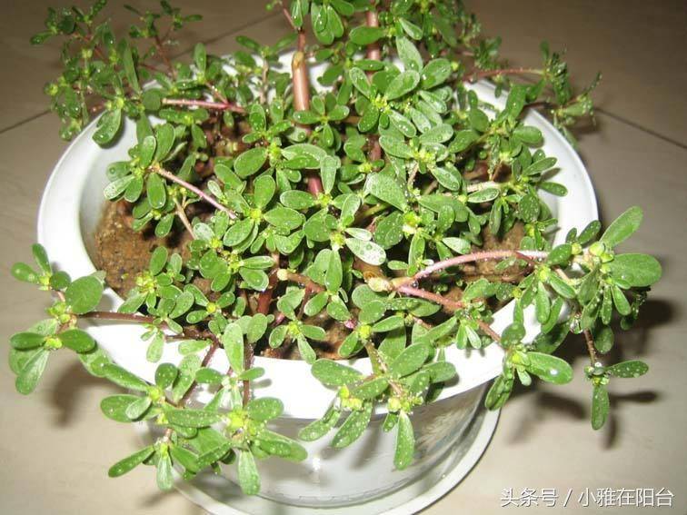 这个野菜是天然高钾食物,种几盆,年年可摘,好吃可口!