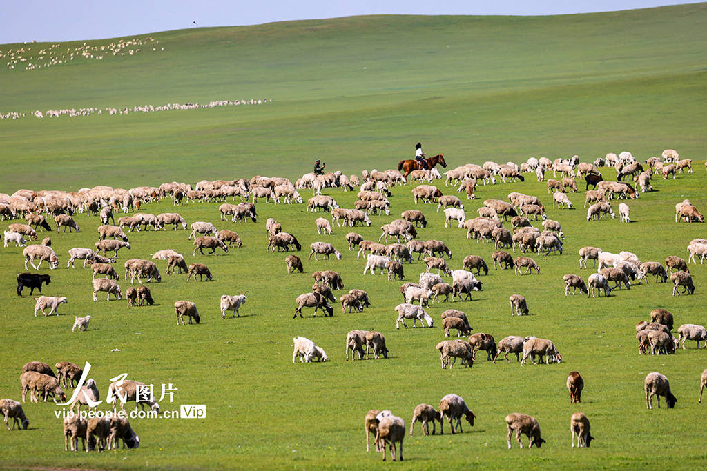 内蒙古呼伦贝尔:碧草连天 牛羊成群