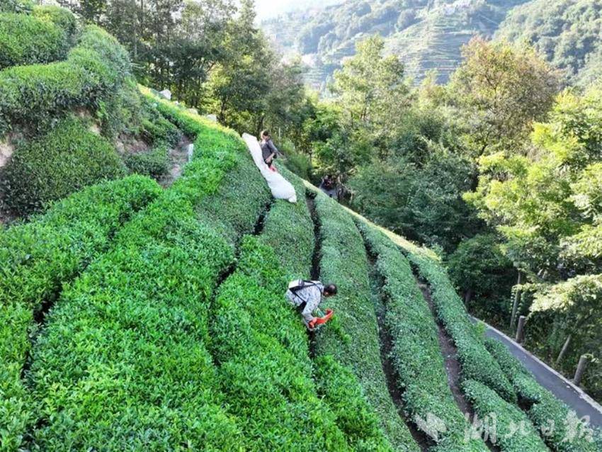 万金体育平台两月卖出6800吨 夷陵邓村夏茶俏起来了(图2)