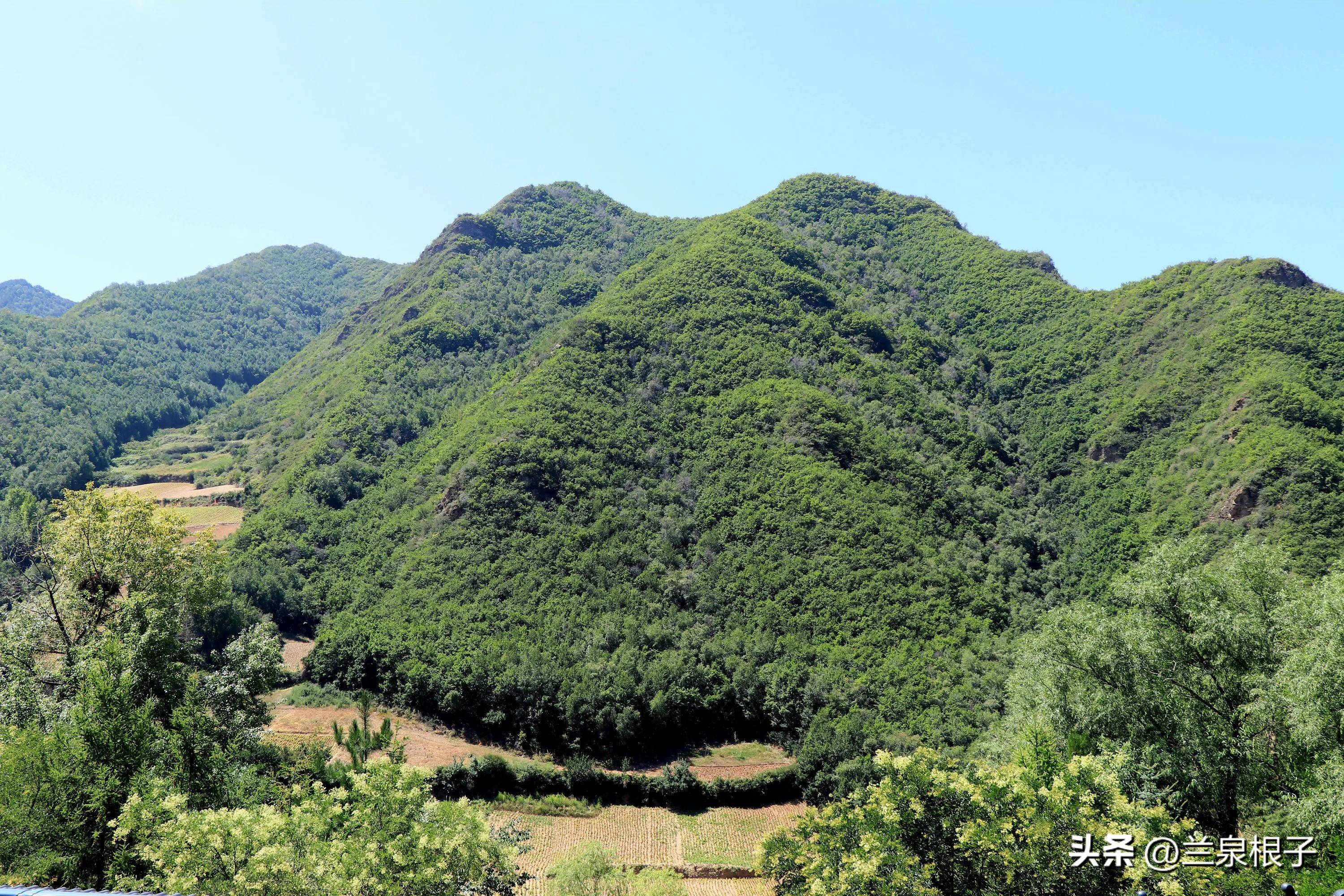 大山树林图片大全图片