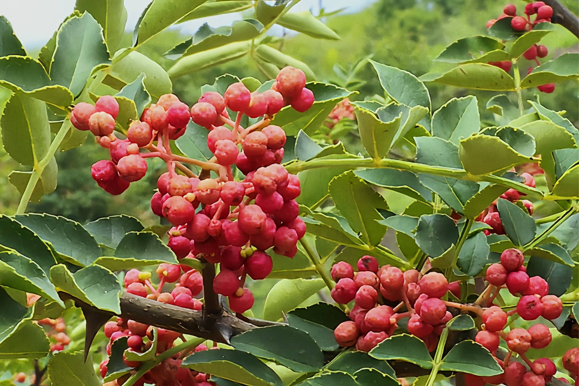 喜看丰收景丨铜川印台陈炉镇5000亩花椒喜获丰收